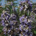 Vitex agnus-castus detail fleur